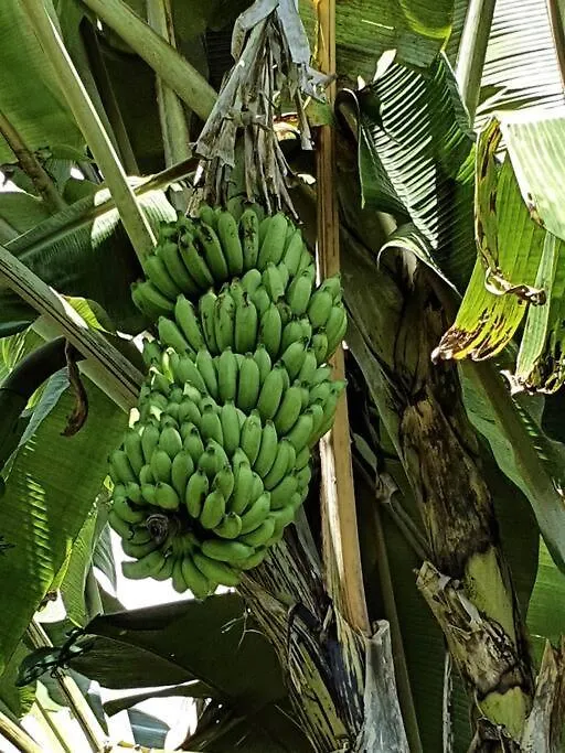 Raiatea, Opoa, Studio Du Fare Reve, Acces Mer Privatif Opoa